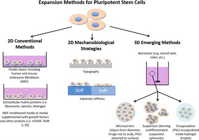 Emerging Methods for Enhancing Pluripotent Stem Cell Expansion